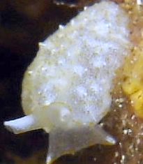 Photo: B. & S. Koretz, Oct. 2005; See note in Sea Slug Forum